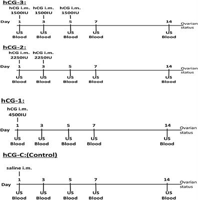 Comparative Effects of Different Dosages of hCG on Follicular Development in Postpartum Dairy Cows With Cystic Ovarian Follicles